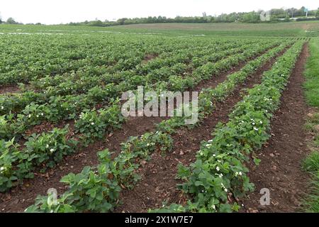 Olomouc, Tschechische Republik. April 2024. Erdbeeranbauer bedecken drei Hektar blühende frühe Sorten mit Schutzfolie gegen Frost auf einer Erdbeerplantage in Olomouc-Slavonin, Tschechische Republik, 17. April 2024. Quelle: Ludek Perina/CTK Photo/Alamy Live News Stockfoto