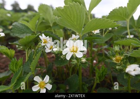 Olomouc, Tschechische Republik. April 2024. Erdbeeranbauer bedecken drei Hektar blühende frühe Sorten mit Schutzfolie gegen Frost auf einer Erdbeerplantage in Olomouc-Slavonin, Tschechische Republik, 17. April 2024. Quelle: Ludek Perina/CTK Photo/Alamy Live News Stockfoto