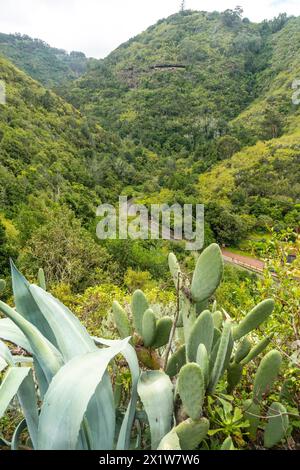 Wunderschöner Blick von oben auf den Laurisilva Wald von Los tilos de Moya, Gran Canaria Stockfoto