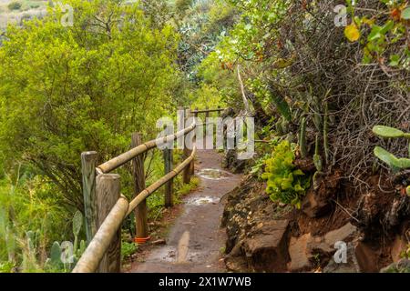 Wunderschöner Wanderweg im Laurisilva Wald von Los tilos de Moya, Gran Canaria Stockfoto