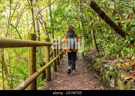 Spaziergang entlang des Pfades im Laurisilva-Wald von Los tilos de Moya in Doramas, Gran Canaria Stockfoto