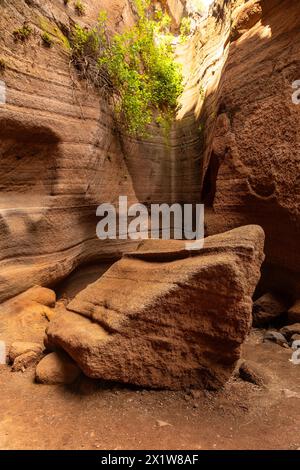 Malerische Kalksteinschlucht Barranco de las Vacas auf Gran Canaria, Kanarischen Inseln Stockfoto