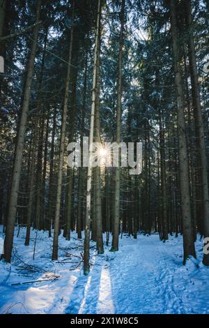 Wald, Bäume, Sonne, Winter, Schnee, weihnachten, Waldstimmung Stockfoto