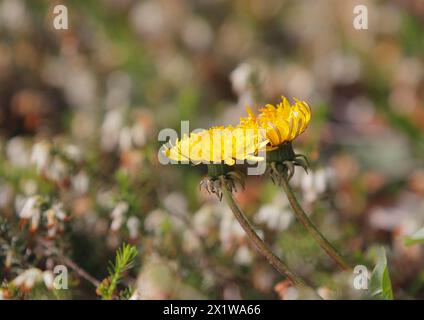 Zwei gewöhnliche Löwenzahn (Taraxacum officinale), zwischen der Winterheide (Erica carnea), Nordrhein-Westfalen, Deutschland Stockfoto