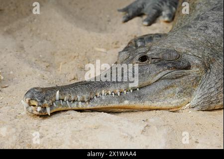 Westafrikanisches Panzerkrokodil (Mecistops cataphractus, Crocodylus cataphractus), in Gefangenschaft, Vorkommen in Afrika Stockfoto