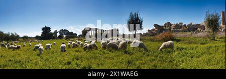 Italien, Sizilien, Selinunte, eine Herde Schafe und die griechische Hera Temple (409 v. Chr.) Stockfoto