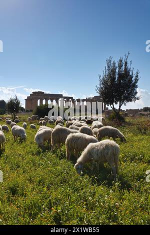 Italien, Sizilien, Selinunte, eine Herde Schafe und die griechische Hera Temple (409 v. Chr.) Stockfoto