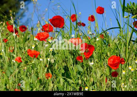 Marseille, Rotes Mohnfeld unter klarem blauem Himmel, Marseille, Departement Bouches-du-Rhone, Region Provence-Alpes-Cote d'Azur, Frankreich Stockfoto