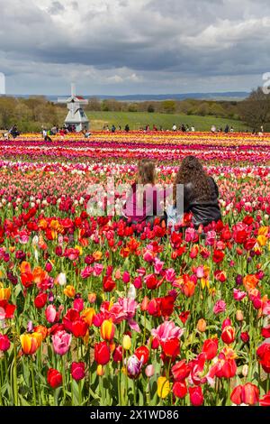 Besucher mit einer Windmühle in Tulpenfeldern, Tulleys Tulip fest auf der Tulleys Farm, Turners Hill, Crawley, West Sussex, Großbritannien im April Stockfoto