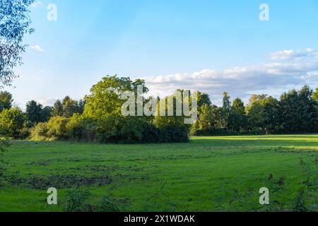 Wunderschöne malerische, farbenfrohe Landschaft mit grünen Bäumen und Gras, Sommerwiesen, Feldern, Banner für Immobilienagenturen, Grundstücke, Reisepläne Stockfoto