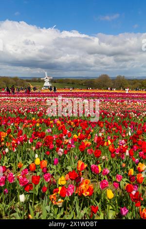 Besucher mit einer Windmühle in Tulpenfeldern, Tulleys Tulip fest auf der Tulleys Farm, Turners Hill, Crawley, West Sussex, Großbritannien im April Stockfoto