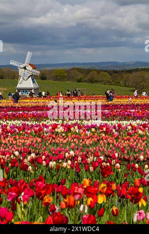 Besucher mit einer Windmühle in Tulpenfeldern, Tulleys Tulip fest auf der Tulleys Farm, Turners Hill, Crawley, West Sussex, Großbritannien im April Stockfoto