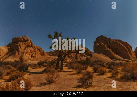 Joshua Tree (Yucca brevifolia), Sternenhimmel, Joshua Tree National Park, Mojave Desert, Kalifornien, USA, Joshua Tree National Park Stockfoto