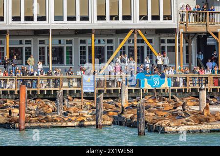 Seelöwenkolonie am Pier 39, Fisherman's Wharf, San Francisco, Kalifornien, USA, San Francisco, Kalifornien, USA Stockfoto