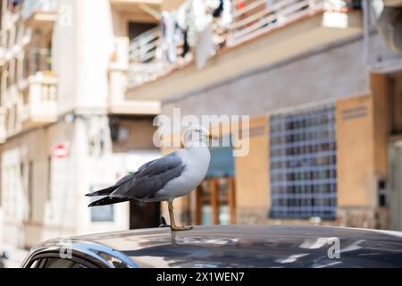 Möwe auf einem Autodach in Barcelona, Spanien Stockfoto