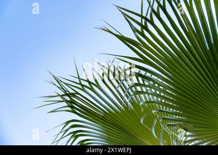 Tropische afrikanische Sabal Fanpalmen anmutig vor blauem Himmel Nahaufnahme, Transzendenz Infinity tropischer Hintergrund, Banner für Reisebüros, Hotels, Stockfoto