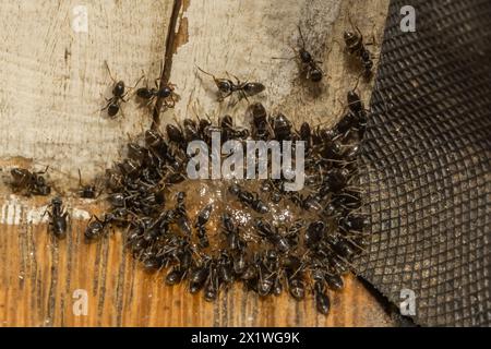 Geruchende Hausameisen, die sich von Ant Gel Köder ernähren Stockfoto