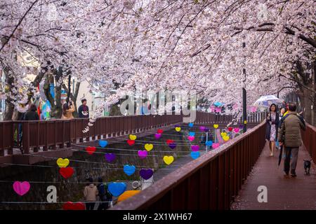 Kirschblüte im Frühling und Touristen an einem regnerischen Tag im Jinhae Gunhangje Festival, jinhae, Südkorea. Stockfoto