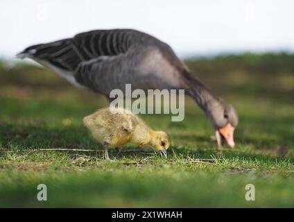 Hamburg, Deutschland. April 2024. Ein Gosling isst neben einer Mutter auf den Wiesen an der Außenalster. Quelle: Marcus Brandt/dpa/Alamy Live News Stockfoto