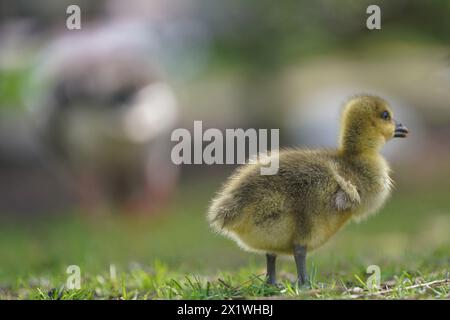 Hamburg, Deutschland. April 2024. Ein kleines Grinsen steht auf den Wiesen an der Außenalster. Quelle: Marcus Brandt/dpa/Alamy Live News Stockfoto