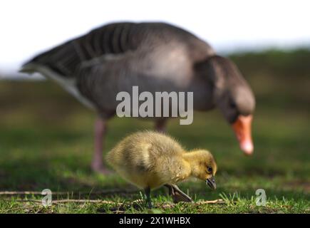 Hamburg, Deutschland. April 2024. Ein Gosling isst neben einer Mutter auf den Wiesen an der Außenalster. Quelle: Marcus Brandt/dpa/Alamy Live News Stockfoto