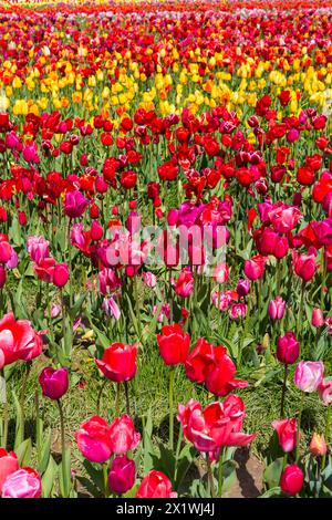 Tulpenreihen in bunten Tulpenfeldern, Tulleys Tulip fest auf der Tulleys Farm, Turners Hill, Crawley, West Sussex, Großbritannien im April Stockfoto