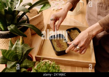 Hände einer jungen, nicht erkennbaren Frau, die winzige Samen entlang hydriertem Sauenmaterial in einem kleinen Behälter in Holzbehältern verteilt Stockfoto