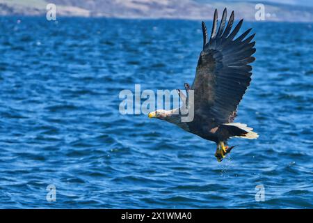 Seeadler jagen Fische an der schottischen Küste Stockfoto