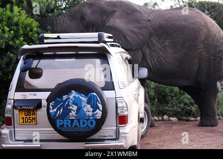 In der Wildnis Ugandas kann ein riesiger Elefant in der Nähe eines Lodge-Jeeps beiläufig Snacks und so einen ruhigen Moment der Tierwelt inmitten der menschlichen Präsenz schaffen. Stockfoto