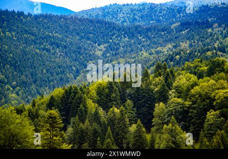 Wald in den Karpaten, Rumänien Stockfoto