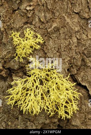 Parmeilaceae reihen auf Baumrinde im Lake Tahoe Gebiet von Kalifornien Stockfoto