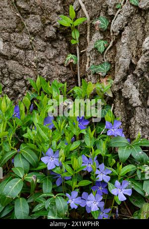 Vinca wächst am Fuße einer großen Eiche in einem Vorstadtgarten in will County, Illinois Stockfoto