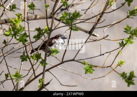 Ein kleiner Vogel ist an einem sonnigen Frühlingstag auf dem Ast. Der italienische Spatzen, auch bekannt als cisalpine Spatzen, ist ein Passerinvogel der Spatzenfamilie Stockfoto