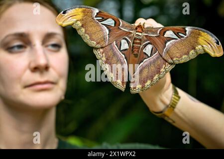 Botanischer Garten, Prag. April 2024. Eröffnung der Ausstellung Schmetterlinge: Odyssee des Abenteuers im Botanischen Garten, Prag, 18. April 2024. Sie läuft bis zum 2. Juni. Quelle: VIT Simanek/CTK Photo/Alamy Live News Stockfoto