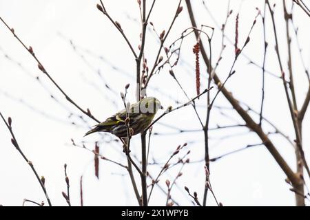 Gelber grauer Vogel ist auf dem Ast. Der Eurasische Sisskin ist ein kleiner Passerinvogel aus der Familie der finken Fringillidae. Sie wird auch als Europäischer sisk bezeichnet Stockfoto