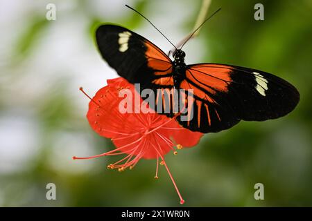 Botanischer Garten, Prag. April 2024. Eröffnung der Ausstellung Schmetterlinge: Odyssee des Abenteuers im Botanischen Garten, Prag, 18. April 2024. Sie läuft bis zum 2. Juni. Quelle: VIT Simanek/CTK Photo/Alamy Live News Stockfoto