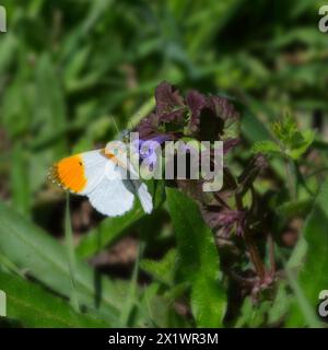 Orangefarbener Schmetterling aus nächster Nähe auf einer lila Blume Stockfoto