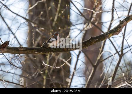 Ein kleiner Vogel sitzt an einem sonnigen Tag auf dem Ast. Der Eurasische Buchinch, der gewöhnliche Buchinch oder einfach der Buchinch ist ein üblicher und weit verbreiteter kleiner Durchlauf Stockfoto