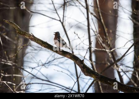 Ein kleiner Vogel singt an einem sonnigen Tag auf dem Zweig. Der Eurasische Buchinch, der gewöhnliche Buchinch oder einfach der Buchinch ist ein weit verbreiteter kleiner Buchinch Stockfoto