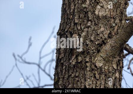 Ein Vogel klettert auf einen Baum und lehnt sich auf seinen Schwanz. Der eurasische Baumstamm ist ein kleiner Passerinvogel. Certhia familiaris Stockfoto