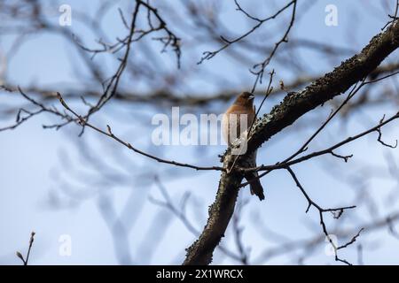 Der kleine Vogel ist auf dem Ast. Der Eurasische Buchinch, oder einfach nur der Buchinch, ist ein häufiger und weit verbreiteter kleiner Passinenvogel in der Stockfoto