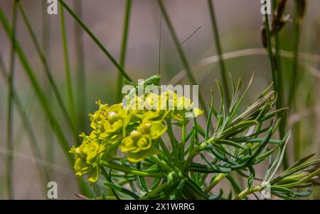 Zypressenspurz - Euphorbia cyparissias Spring blühendes Kraut. Stockfoto