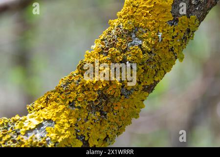 Jede Menge kleiner goldener Seelichter, Xanthoria parietina, mit grünem Moos und einigen kleinen Felsen. Makrobild aus einem Gehen in der Nahaufnahme Stockfoto