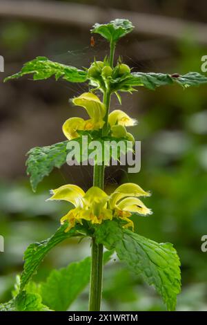 Lamiastrum galeobdolon anderer Name Galeobdolon luteum, ganzjährig gelbes blühendes Kraut .Blüten des gelben Erzengels im Frühling, grüner Hintergrund. Stockfoto