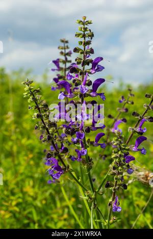 Salvia pratensis, die Wiesenklarre oder Wiesensalbei, ist eine Blütenpflanzenart der Familie Lamiaceae, die in Europa, Westasien und Norther heimisch ist Stockfoto