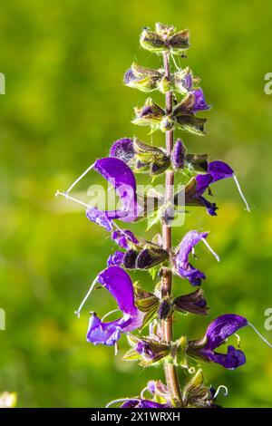 Salvia pratensis, die Wiesenklarre oder Wiesensalbei, ist eine Blütenpflanzenart der Familie Lamiaceae, die in Europa, Westasien und Norther heimisch ist Stockfoto