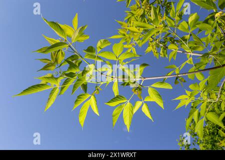 Frühlingszweige von Ahornbaum mit grünen Blättern im Stadtpark an bewölkten Tagen. Stockfoto