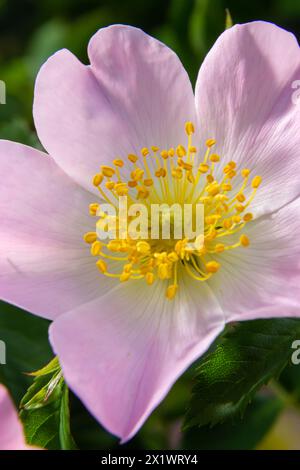 Hunderose, Rosa canina, kletternde wilde Rose, die in einem Park blüht, Nahaufnahme mit selektivem Fokus. Stockfoto