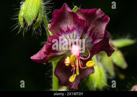 Geranium phaeum, gemeinhin als Dusky Cranes Bill, trauernde Witwe oder Schwarze Witwe bezeichnet, ist eine krautige Pflanzenart in der Familie Geraniaceae. Blumen von Stockfoto