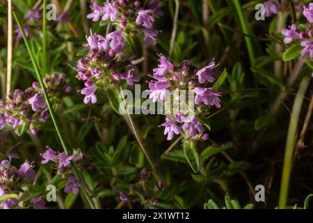 Blühender Duft Thymus serpyllum, Breckland Wildthymian, Kriechthymian oder Elfinthymian Nahaufnahme, Makrofoto. Wunderschönes Essen und Heilpflanze i Stockfoto